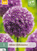 X   1 ALLIUM GLOBEMASTER