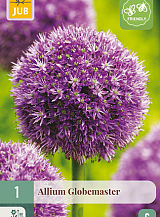 X 1 ALLIUM GLOBEMASTER