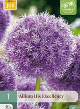 X   1 ALLIUM HIS EXCELLENCY