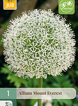 X   1 ALLIUM MOUNT EVEREST