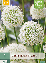 X 1 ALLIUM MOUNT EVEREST