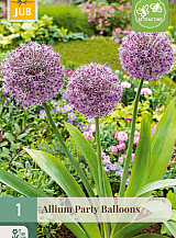 X   1 ALLIUM PARTY BALLOONS