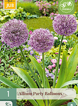 X 1 ALLIUM PARTY BALLOONS