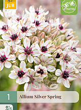 X   1 ALLIUM SILVER SPRING