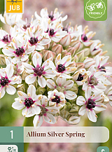 X   1 ALLIUM SILVER SPRING