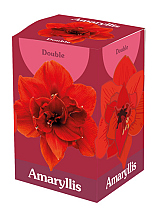 X 1 AMARYLLIS DUBBEL ROOD IN DOOS