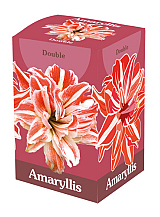 X 1 AMARYLLIS DUBBEL ROOD/WIT IN DOOS