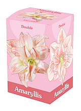 X 1 AMARYLLIS DUBBEL ROZE/WIT IN DOOS