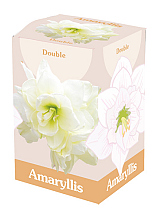 X 1 AMARYLLIS DUBBEL WIT IN DOOS