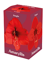 X 1 AMARYLLIS ROOD IN DOOS