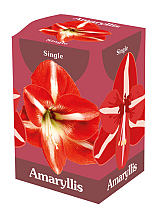 X 1 AMARYLLIS ROOD/WIT IN DOOS