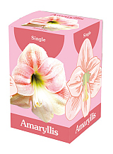 X 1 AMARYLLIS ROZE/WIT IN DOOS