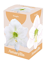 X 1 AMARYLLIS WIT IN DOOS