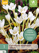 X   1 COLCHICUM AUTUMNALE ALBUM