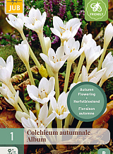 X 1 COLCHICUM AUTUMNALE ALBUM