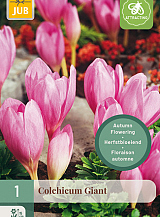 X   1 COLCHICUM GIANT