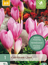 X 1 COLCHICUM GIANT
