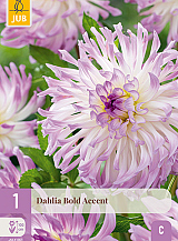 X 1 DAHLIA BOLD ACCENT