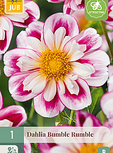 X 1 DAHLIA BUMBLE RUMBLE