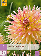 X 1 DAHLIA CABANA BANANA