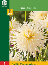 X 1 DAHLIA CACTUS WHITE