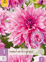 X 1 DAHLIA CAFE AU LAIT ROSE