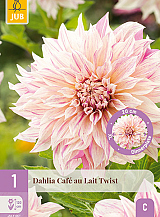X 1 DAHLIA CAFE AU LAIT TWIST