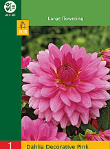 X 1 DAHLIA DECORATIVE PINK