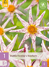 X 1 DAHLIA DESTINYS TEACHERS