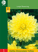 X 1 DAHLIA DINNERPLATE YELLOW