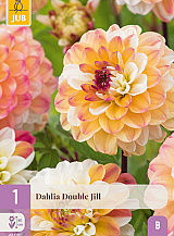 X 1 DAHLIA DOUBLE JILL