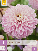 X 1 DAHLIA ESPACIO
