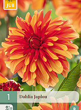 X 1 DAHLIA JAPLOU