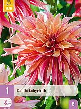 X 1 DAHLIA LABYRINTH