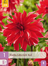 X 1 DAHLIA LABYRINTH RED