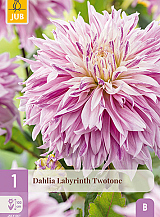 X 1 DAHLIA LABYRINTH TWOTONE