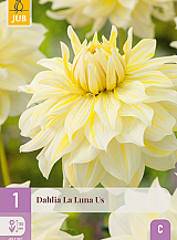 X 1 DAHLIA LA LUNA US