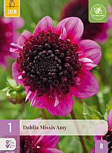 X 1 DAHLIA MISSIS AMY