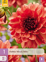 X 1 DAHLIA MISSIS MILEY