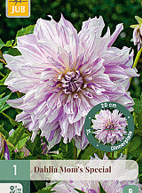 X 1 DAHLIA MOM'S SPECIAL