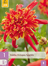 X 1 DAHLIA OCTOPUS SPARKLE