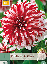 X 1 DAHLIA SANTA CLAUS