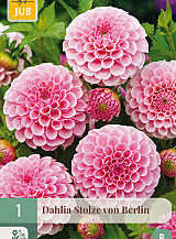 X 1 DAHLIA STOLZE VON BERLIN