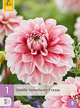 X 1 DAHLIA STRAWBERRY CREAM