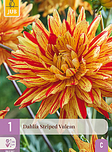 X 1 DAHLIA STRIPED VULCAN