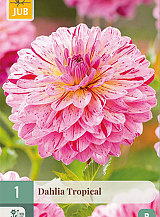 X 1 DAHLIA TROPICAL