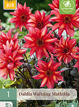 X 1 DAHLIA WALTZING MATHILDA