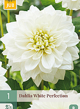 X 1 DAHLIA WHITE PERFECTION