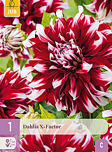 X 1 DAHLIA X-FACTOR