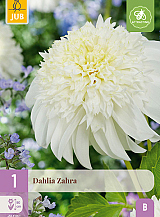 X 1 DAHLIA ZAHRA